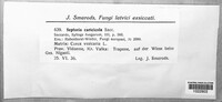Phaeoseptoria caricicola image